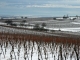 vignes au dessus du village