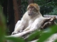 Montagne des Singes, parc animalier avec des singes en liberté