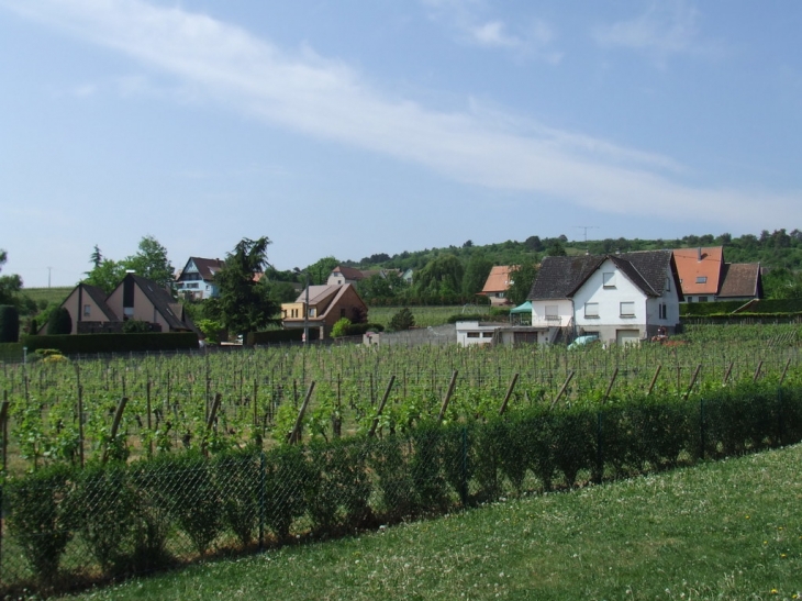 Village en fond, premier plan les vignes - Rorschwihr