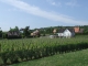 Photo suivante de Rorschwihr Village en fond, premier plan les vignes