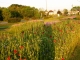 Plate-forme d'essai de fleurissement champêtre : Bravo aux paysagistes de la ville pour cette initiative 