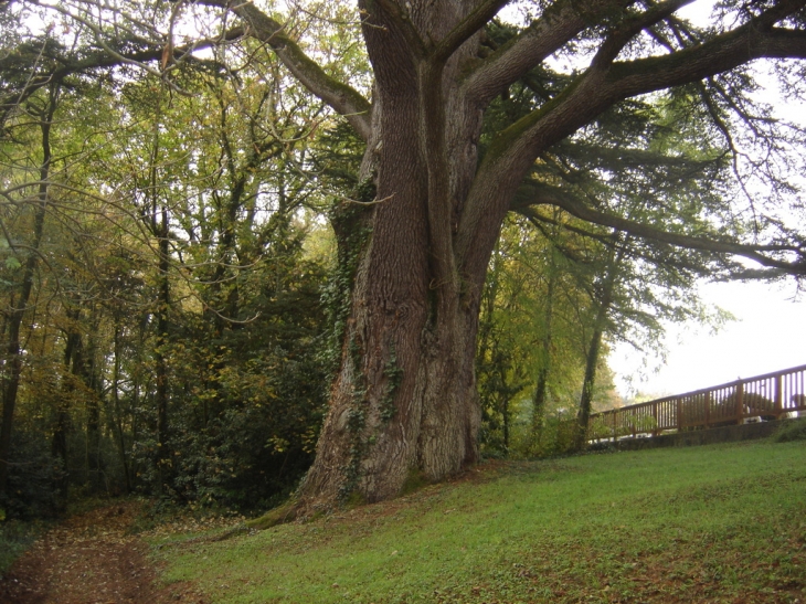 Chateau de Lanmary - Antonne-et-Trigonant