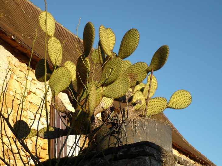 Le Cactus - Berbiguières