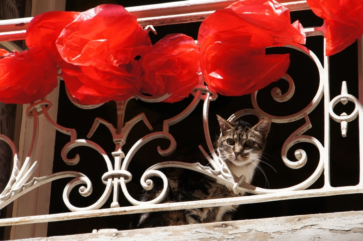 La Félibrée 2013. Même pour le chat. - Bergerac