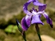 Photo précédente de Biron iris-du-jardin-de-l-eglise-notre-dame-sous biron