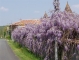 Photo précédente de Chenaud Glycine