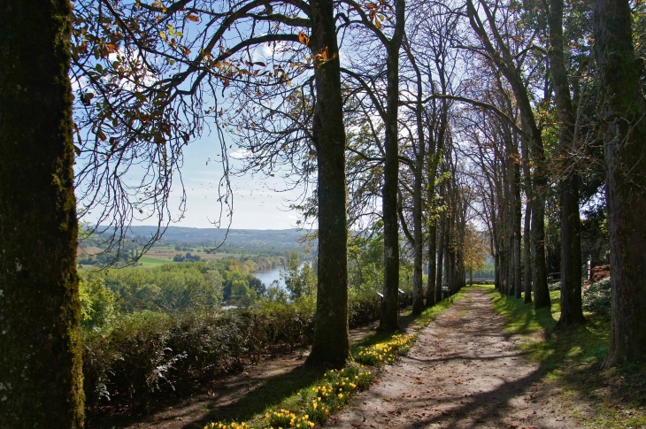Les Jardins Panoramiques. l'Allée des Marronniers et au fond la Dordogne. - Limeuil