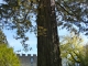 Les Jardins panoramiques : Séquoia géant (longévité : 1000 à 4000 ans).