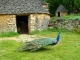 Le Paon des Cabanes du Breuil