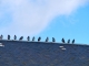 Pigeons se reposant sur le toit de l'église.