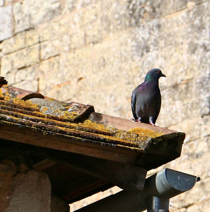 Un des nombreux pigeons. - Saint-Laurent-des-Bâtons
