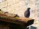 Photo suivante de Saint-Laurent-des-Bâtons Un des nombreux pigeons.