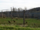 L'élevage de faisans.