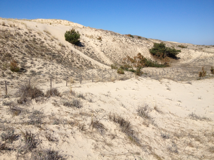 Les dunes océanes côté terre au lieu-dit Cantine Nord. - Le Porge