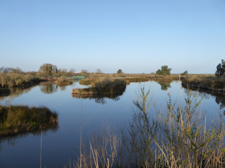 Le delta del'Eyre - Le Teich