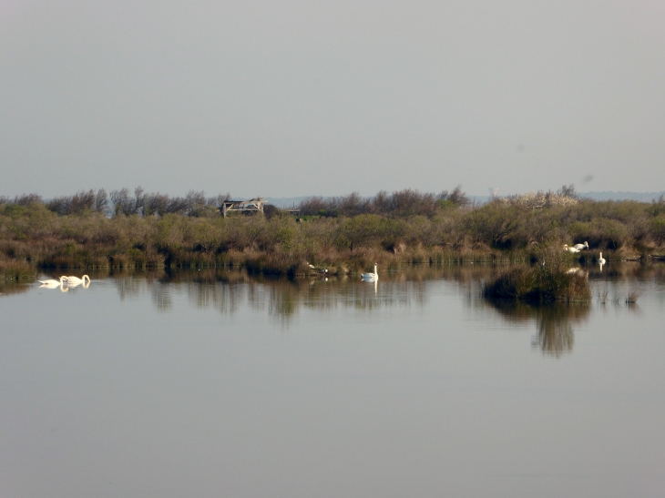 La réserve ornithologique - Le Teich