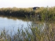 Photo précédente de Le Teich le delta de l'Eyre