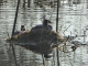 Photo suivante de Le Teich la réserve ornithologique