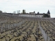 vue sur le domaine Lafite Rotschild