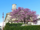 L'Eglise Saint-Martin de Pauillac vue de l'arrière avec un arbre de Judée en fleurs