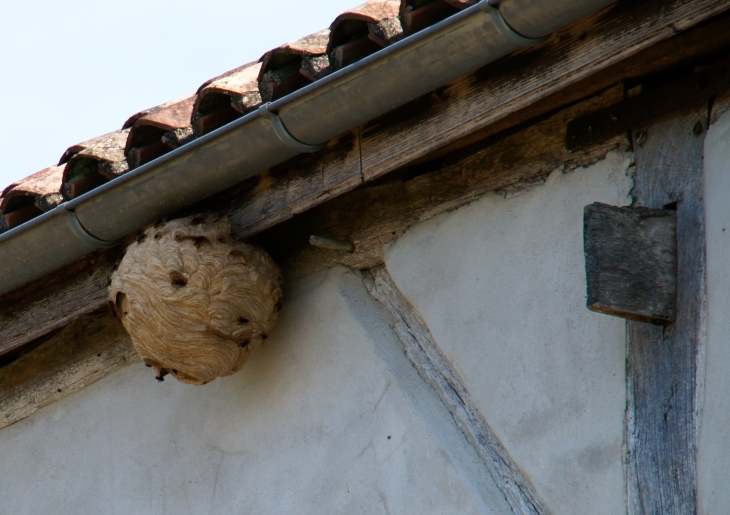 Nid de frelons asiatiques (maison entrée village D139). - Saint-Ferme