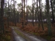 la forêt .. le calme