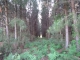 Photo suivante de Maylis Maylis : la forêt landaise n'est jamais loin...