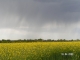 Photo suivante de Maylis Maylis : orage sur les champs de colza