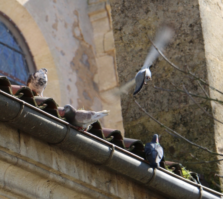 Les pigeons de l'église Notre Dame. - Barbaste