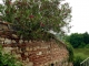 Photo suivante de Granges-sur-Lot Joli mur de briques