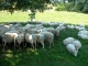 Aux alentours, troupeau de moutons.
