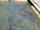 la ferme aquacole : élevage de truites très renommées