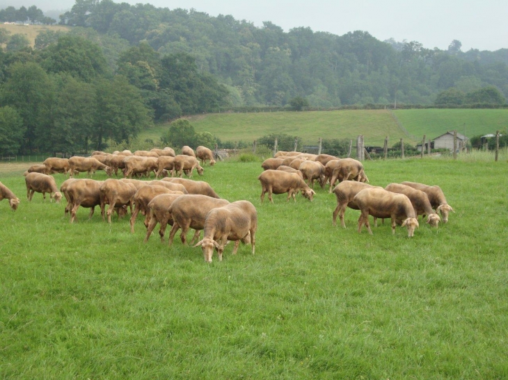 Idaux-Mendy (64130) Paysage avec moutons