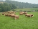 Photo suivante de Idaux-Mendy Idaux-Mendy (64130) Paysage avec moutons