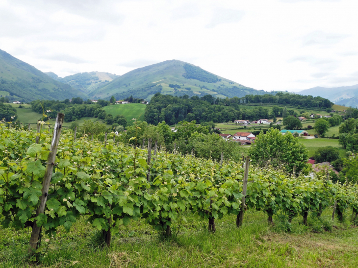 Les vignes et la montagne - Irouléguy