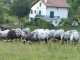 troupeau de moutons Manech