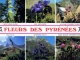 Fleurs des Pyrénées (carte postale).