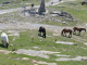 la Rhune : chevaux pottok en liberté