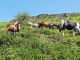 la Rhune : chevaux pottok en liberté