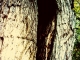 Photo suivante de Chevagnes Sur les bords de l acolin...un arbre !