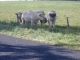 Photo suivante de Chevagnes Vaches à chevagnes