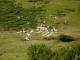 Photo suivante de Albepierre-Bredons Le Plomb du Cantal - Troupeaux de vaches