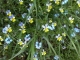 Photo suivante de Girgols Fleurs des talus à Girgols