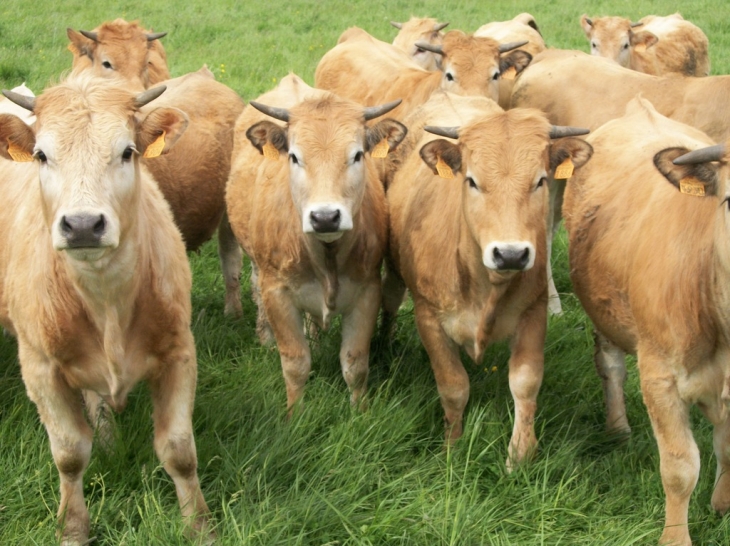 Vaches près de Villedieu