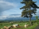 Photo suivante de Villedieu environs de Villedieu - vaches au Fayet