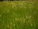 Photo précédente de Le Monastier-sur-Gazeille Prairie fleurie