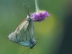 Papillons pris à Lachaux