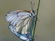 Papillons pris à Lachaux