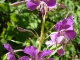 Photo suivante de Mont-Dore Les Fleurs du Sancy