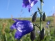 Les Fleurs du Sancy